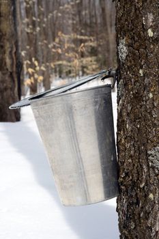 Droplet of maple sap ready to fall into a pail. Maple syrup season.