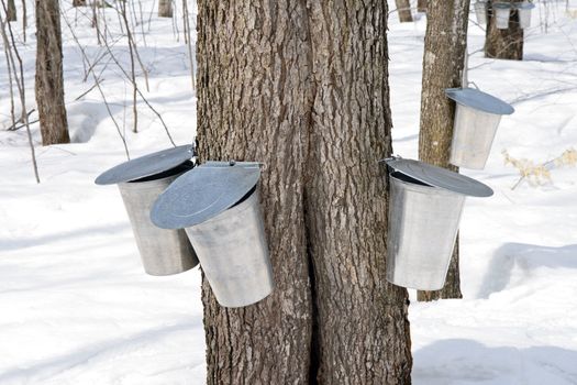 Metal pails on trees for collecting sap to produce maple syrup.