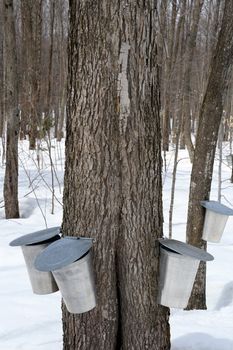 Maple syrup production, springtime. Pails for collecting maple sap.