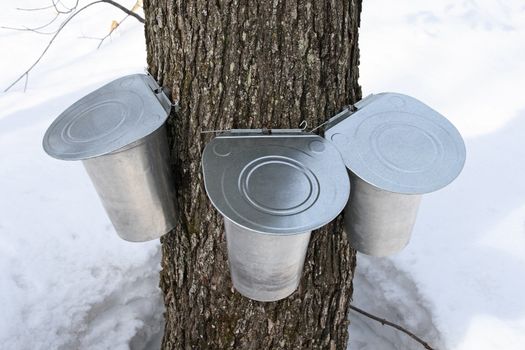 Pails on a maple tree for collecting sap. Maple syrup production, springtime.