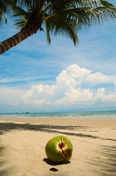 The big coconut on the sand beach