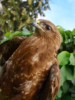 A bird of prey in profile looking at camera