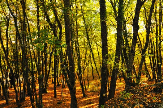 bright golden autumn in the forest