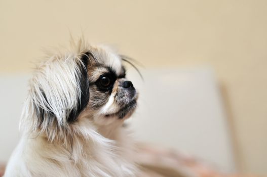 Japanese Chin in soft focus