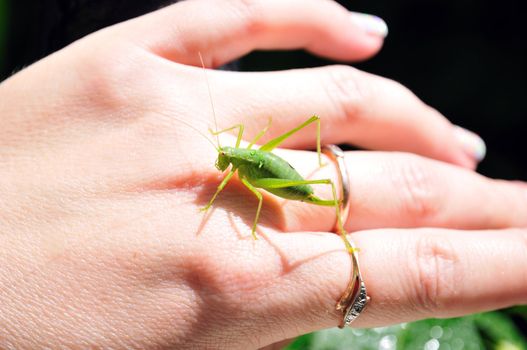 green little grasshopper sitting on the woman's hand