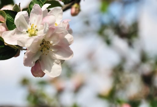 spring background with apple tree blossom