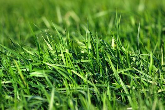 Thickets of green sedge on the meadow