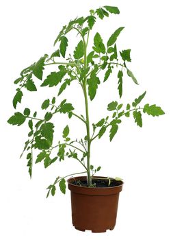       Tomato plant. isolated background                          