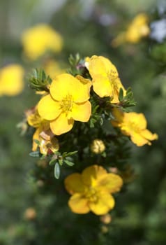 Bush cinquefoil. Dasiphora fruticosa