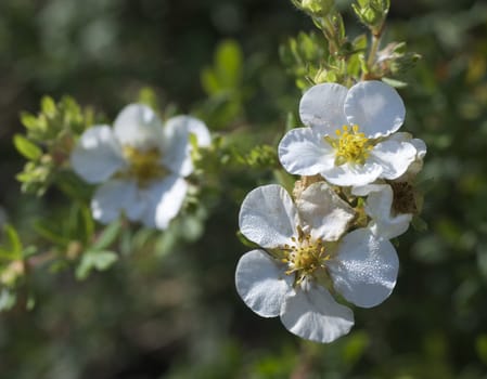 Bush cinquefoil. Dasiphora fruticosa