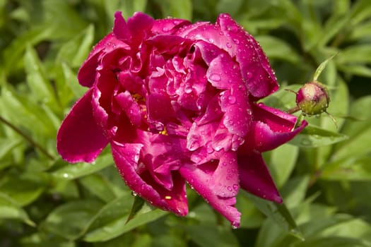 Red peon after rain over green grass