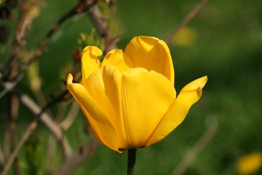 yellow flower blooming in the park during spring