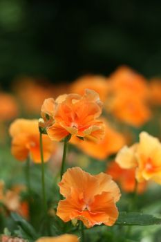 Orange flowers growing in the park