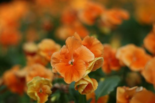 orange flowers growing in the park