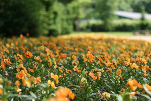 orange flowers growing in the park