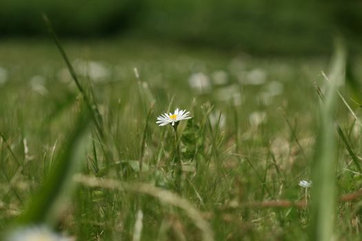 daisy growing on the field