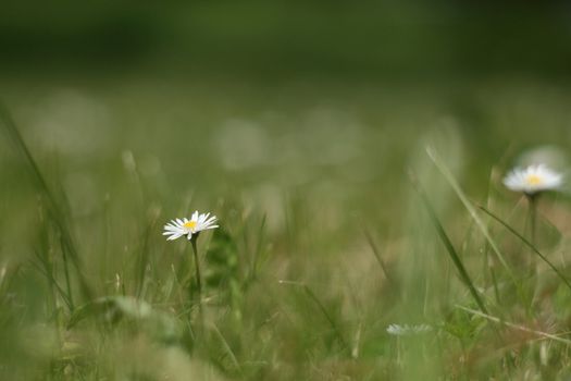 daisy growing on the field