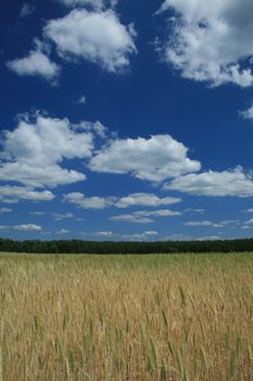 Field with grain on the countryside