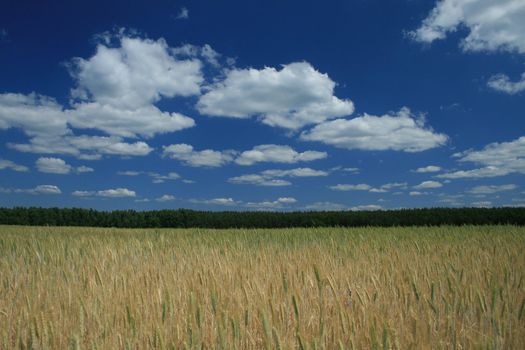 Field with grain on the countryside