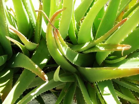 Close up of an Aloe Vera plant.