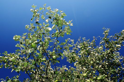 apple tree on blue background, beautiful sky