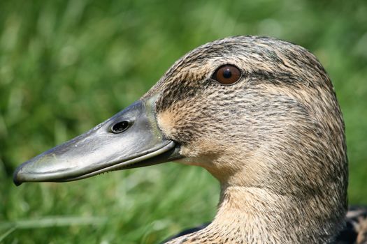 duck`s head, duck on the grass near the pond
