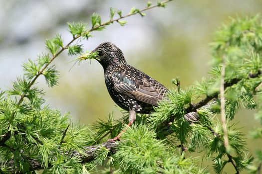 little starling eating on the tree, spring