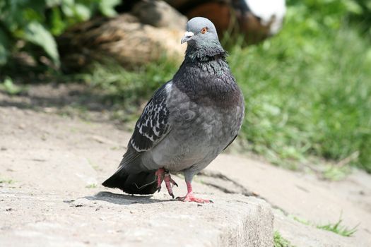 Pigeon searching for food near the pond