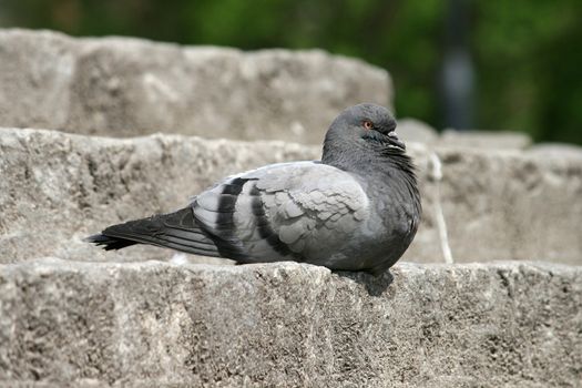 pigeon sitting near the pond, flying, bird