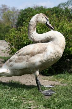 Swan standing on thegrass near the pond