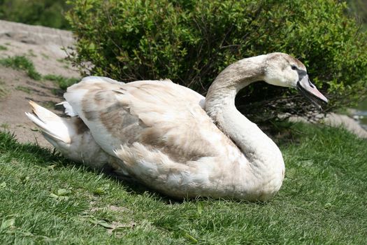 Swan on the grass near the pond