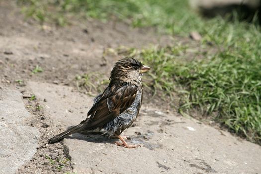 wet sparrow searching for food near the pond