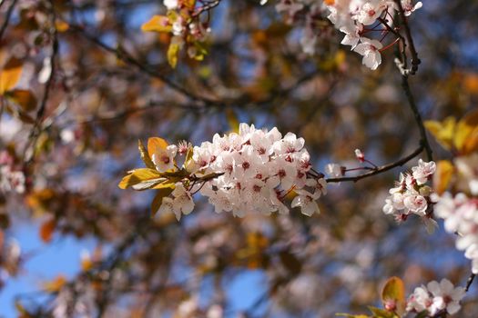 Tree blooming in the spring, white flowers