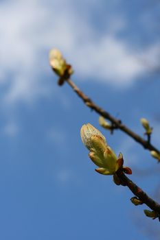 Plant blooming during spring, green bud