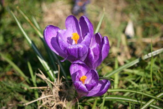 some violet flowers growing in the garden