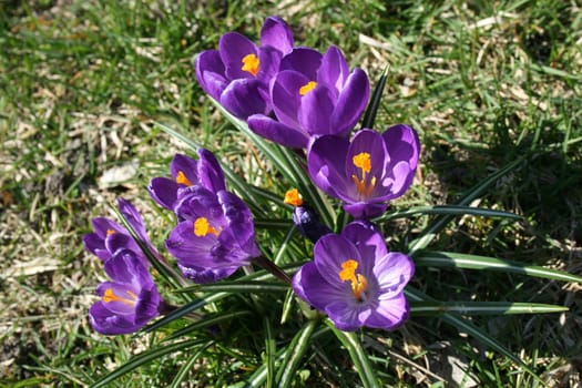 flowers growing in the city garden on the grass