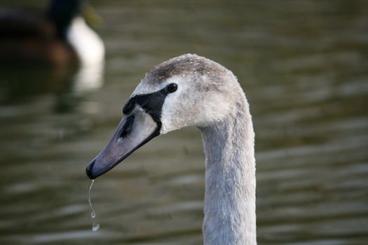 swan in the water searching for food