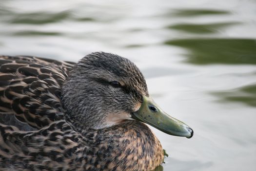 duck in the water searching for food