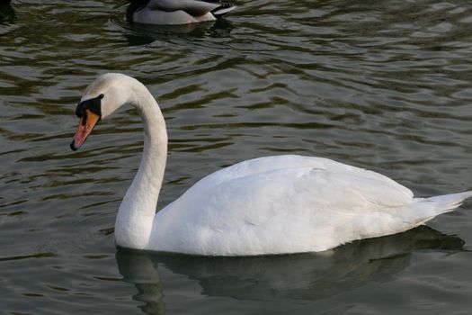 swan in the pond searching for food