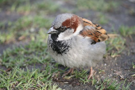 Little sparrow on the grass searching for food