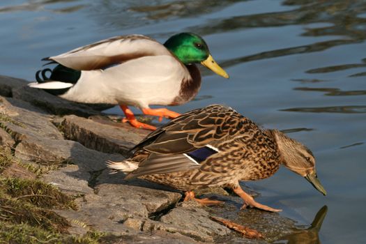 two ducks in the pond searching for food