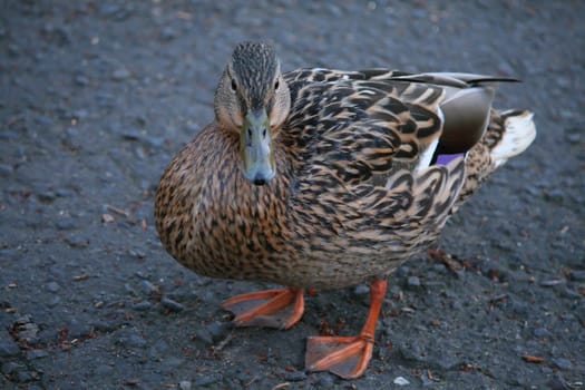 Duck on the ground, zoom, nature, animal