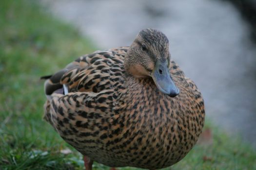 duck on the grass, nature, animal, bird