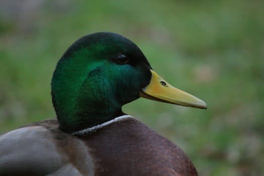 duck`s head, duck on the grass near the water