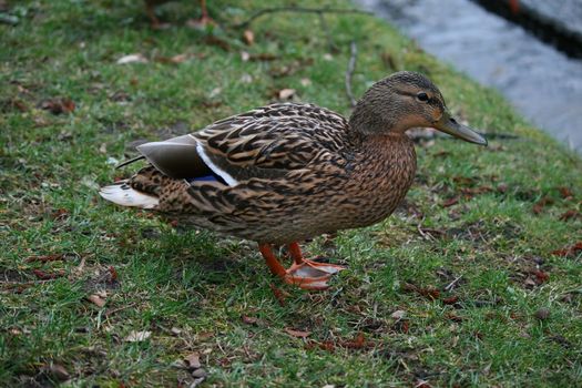 duck on the grass searching for food