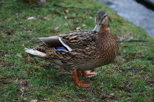 duck on the ground searching for food