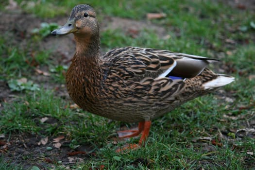 duck on the grass searching for food