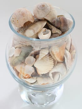 Seashells in vase