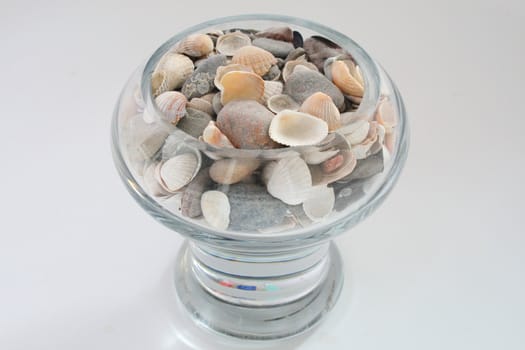 Seashells in vase