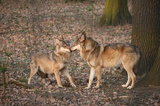 Two wolves kissing